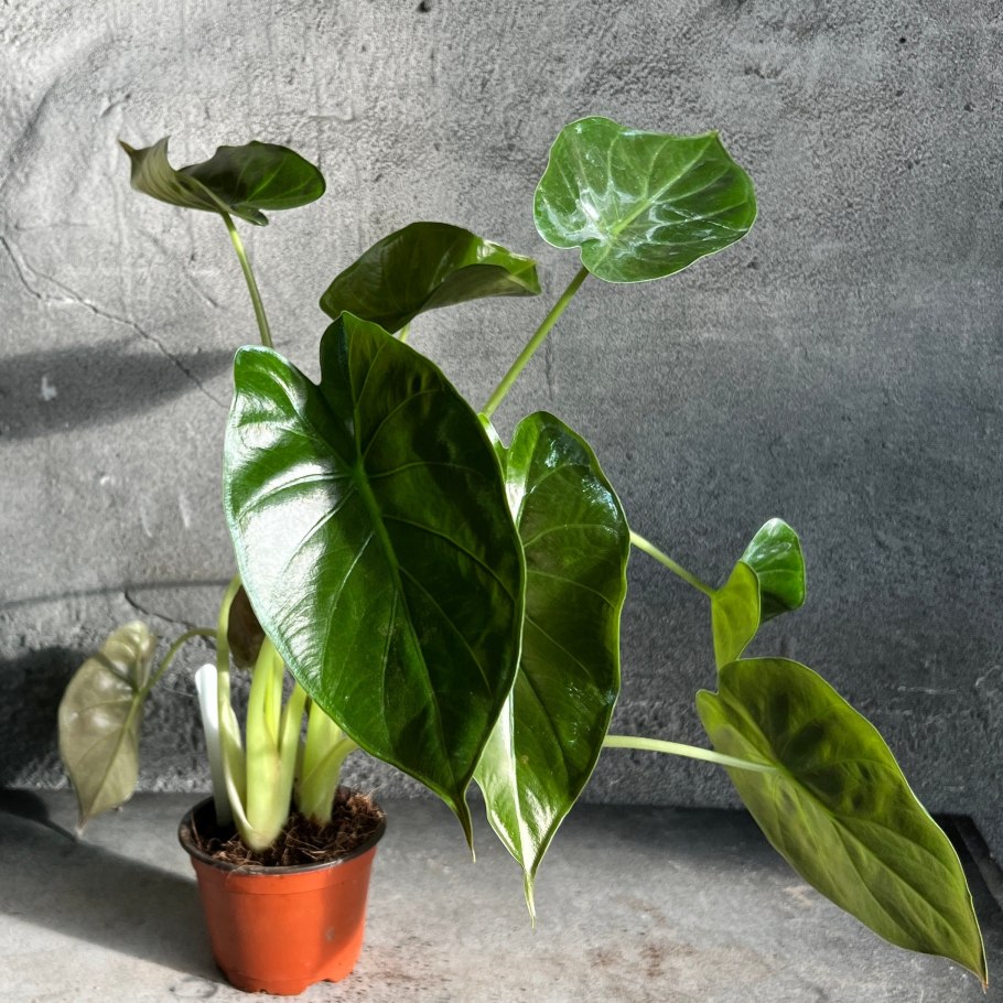 Алоказия Амазонская