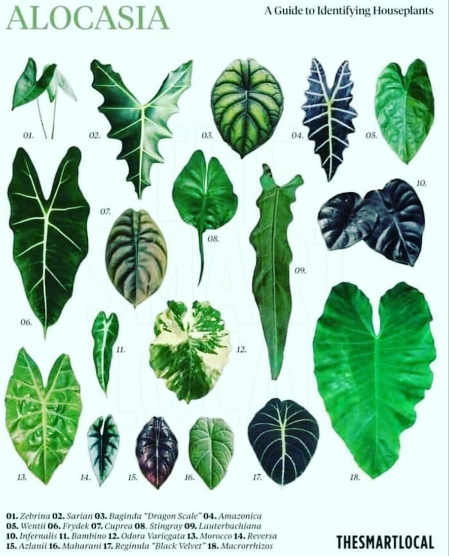 Ароидные диаграмма