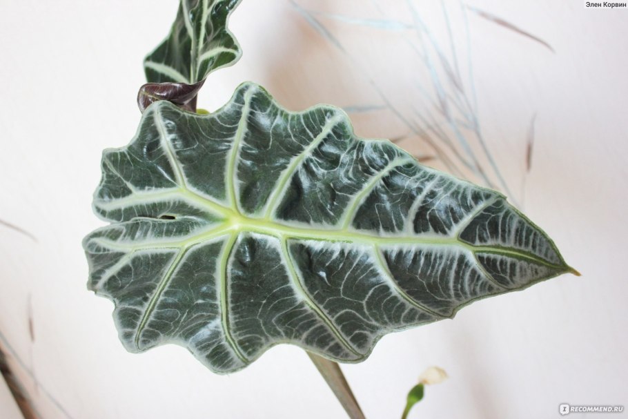 Алоказия Амазонская