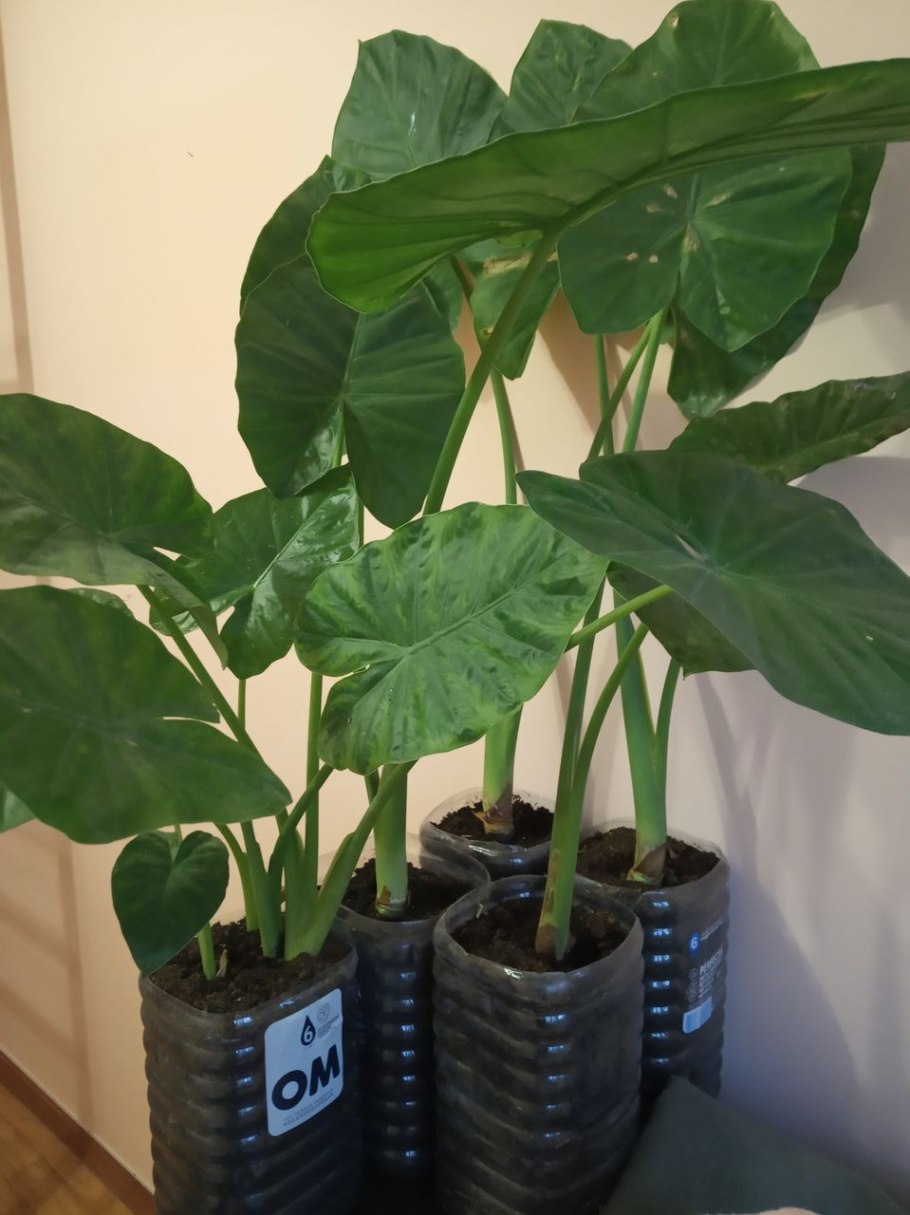 Alocasia macrorrhiza 'macrorrhiza'