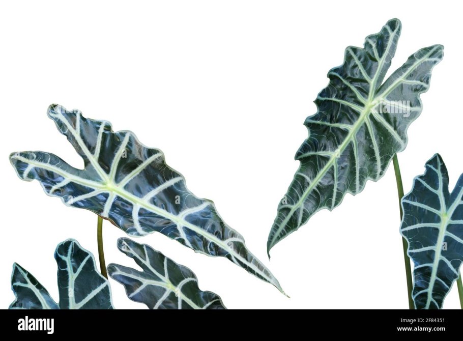 Алоказия sanderiana