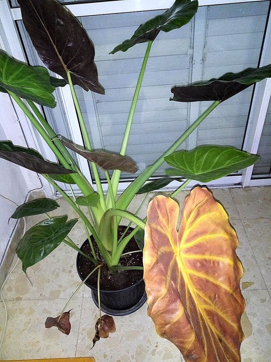 Алоказия антракноз