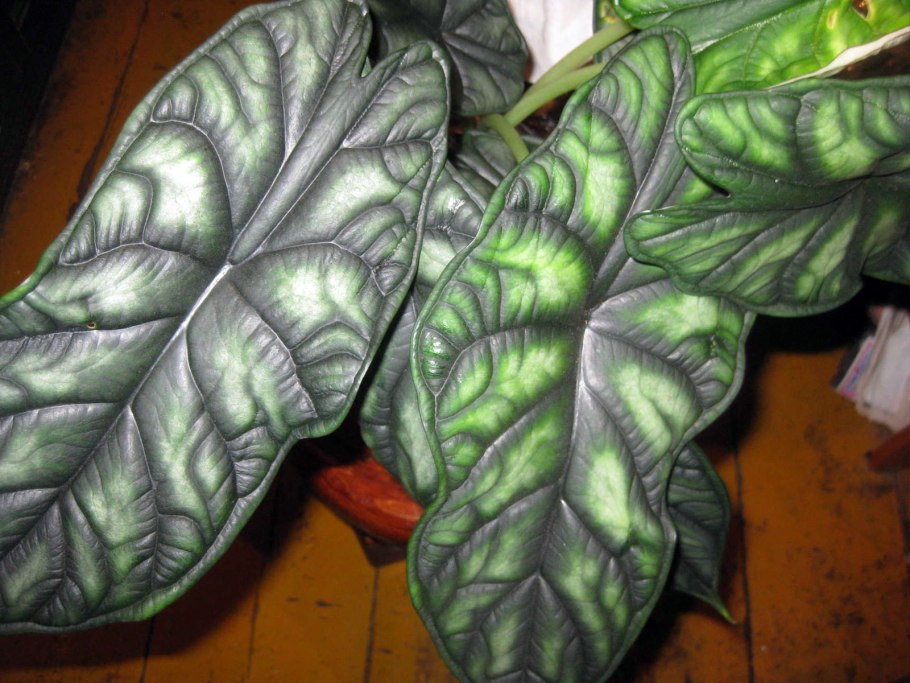 Алоказия хило Бьюти