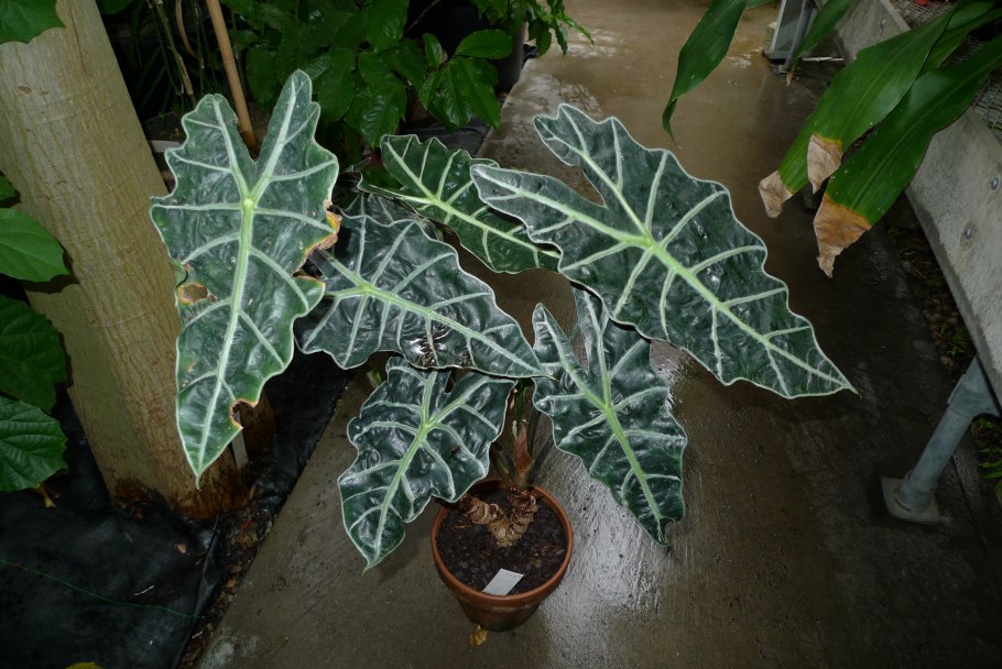 Алоказия Сандера Полли