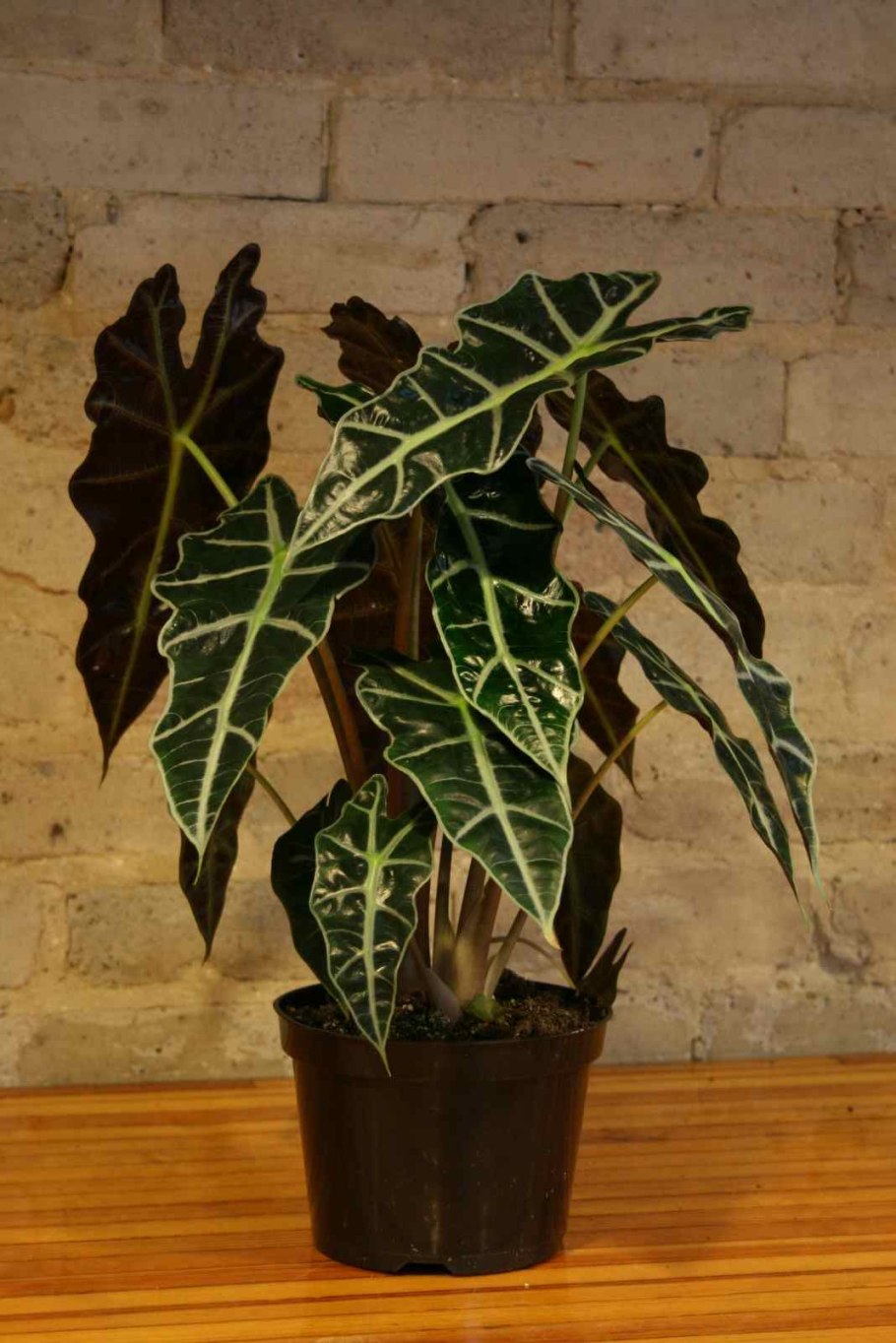 Alocasia лист вектор