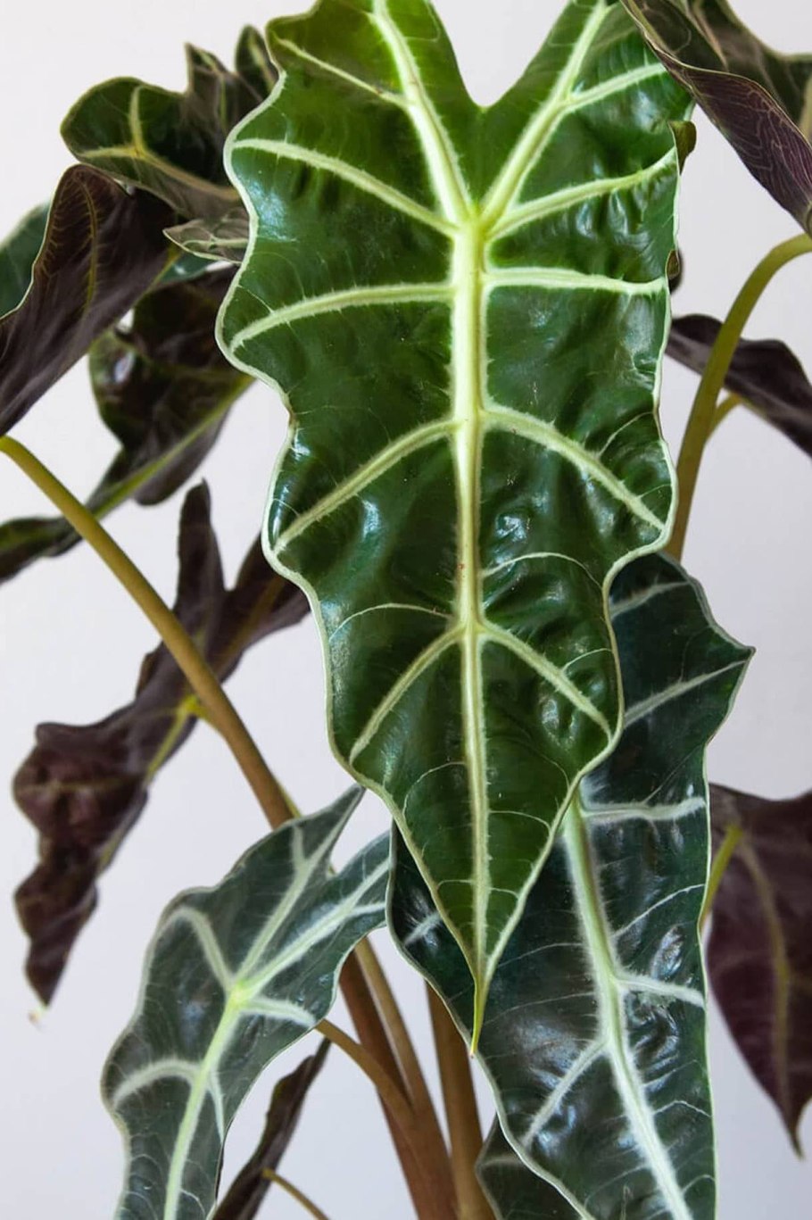 Алоказия трилистник