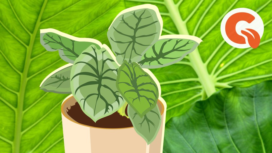 Алоказия Lowrider