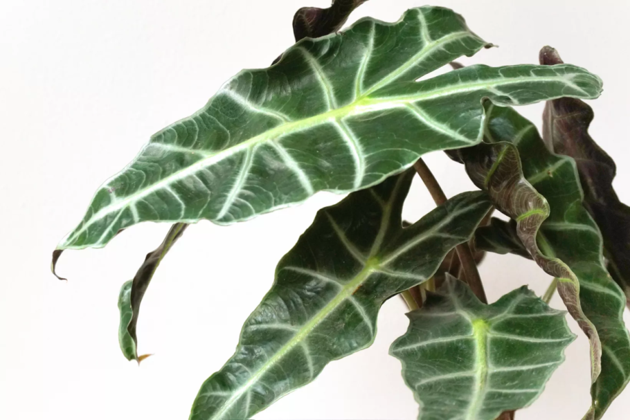 Алоказия Блэк вельвет