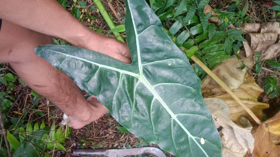 Тропические листья названия