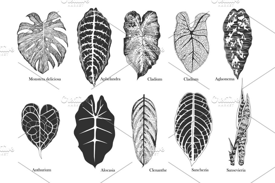 Алоказия ядовита для кошек