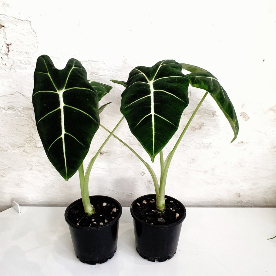 Перисто лопастная форма листа и алоказия