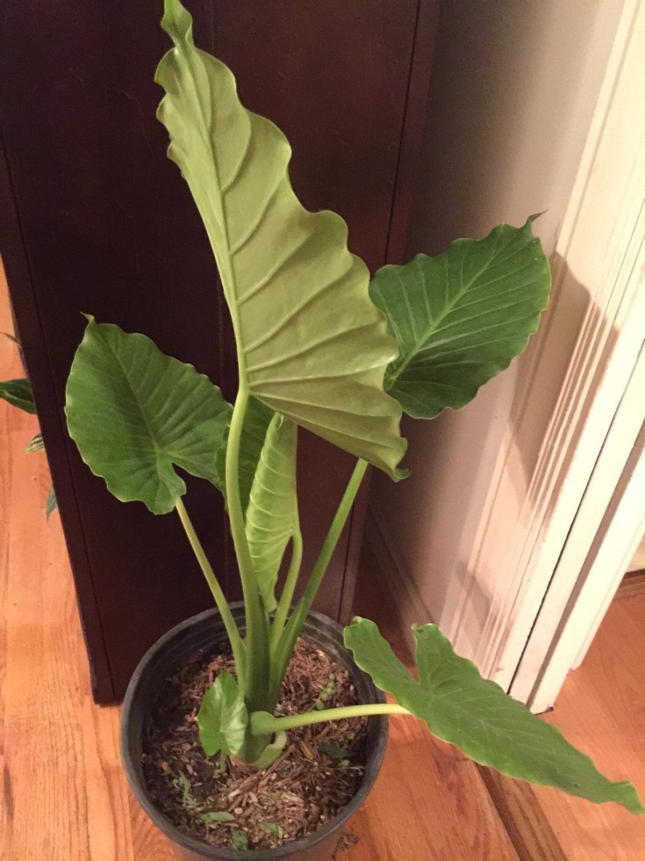 Алоказия желтеют листья