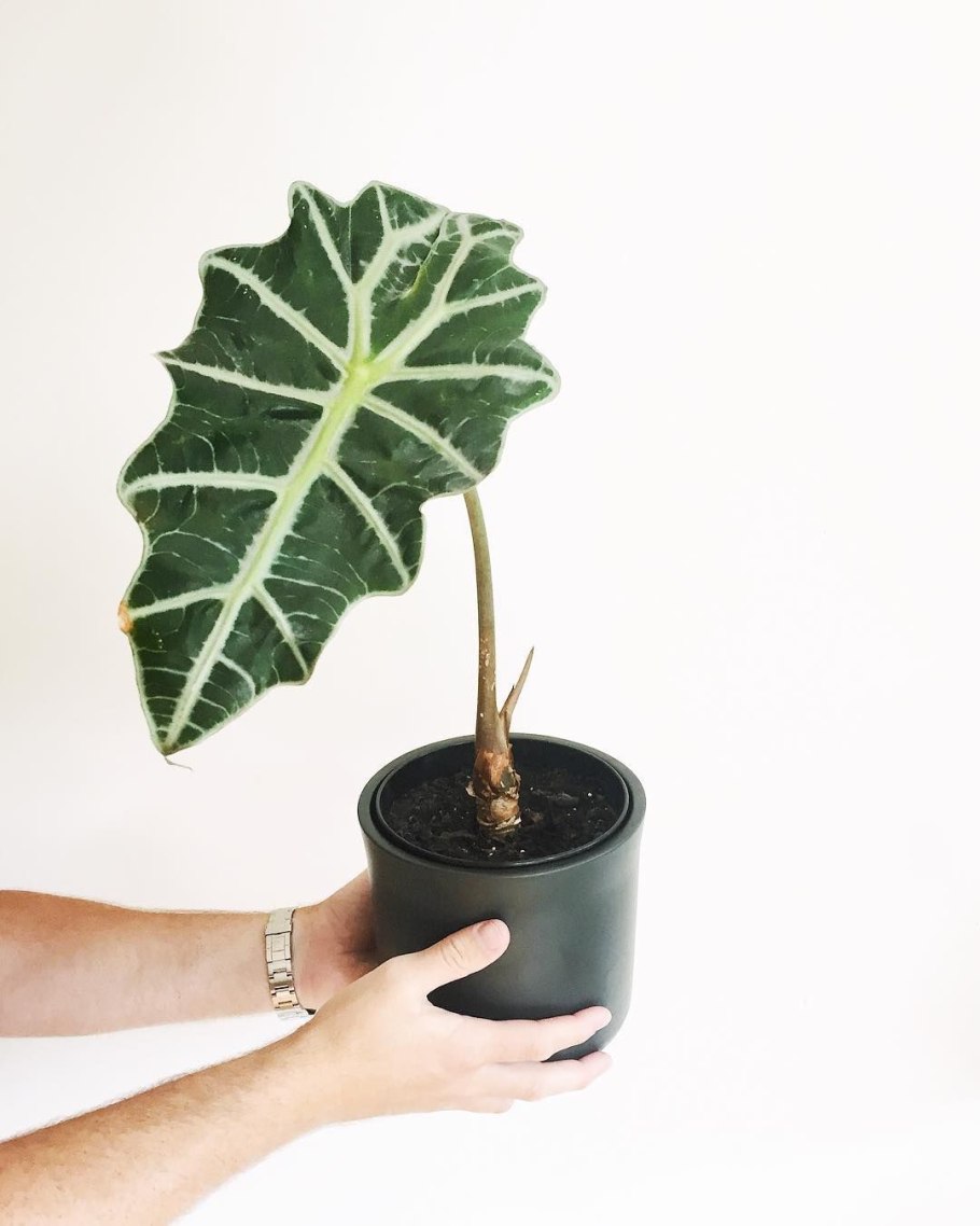 Алоказия Родина растения