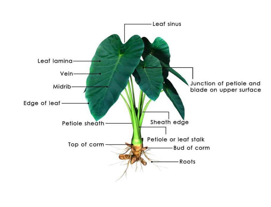 Alocasia lauterbachiana