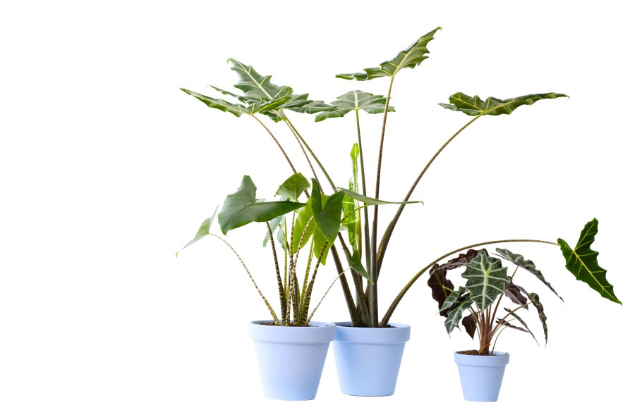 Алоказия синуата