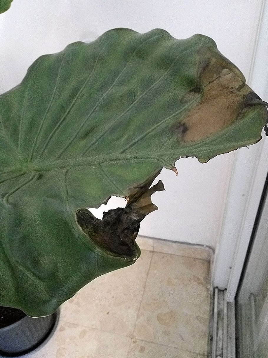 Алоказия крупнокорневая