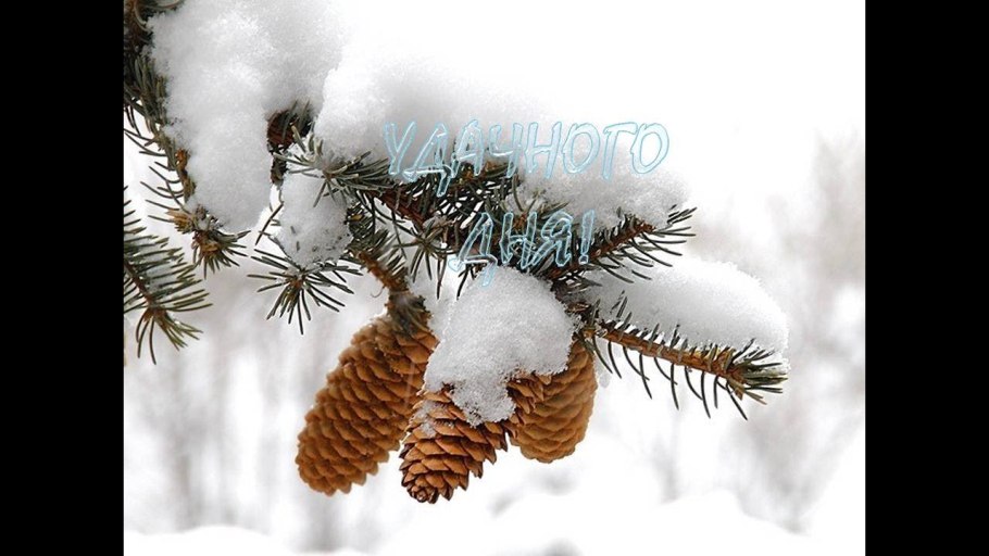 Еловые ветви в снегу