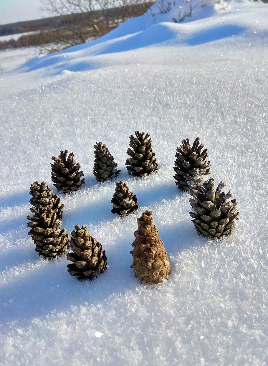 Шишки в снегу