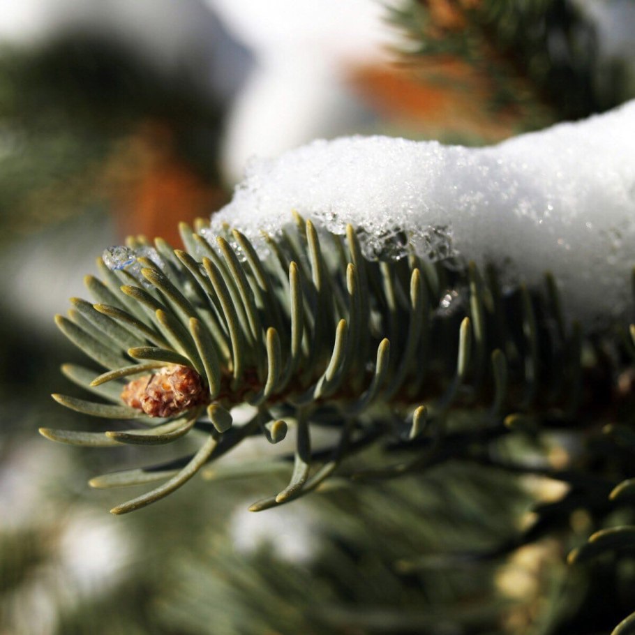 Лапник Крымской сосны