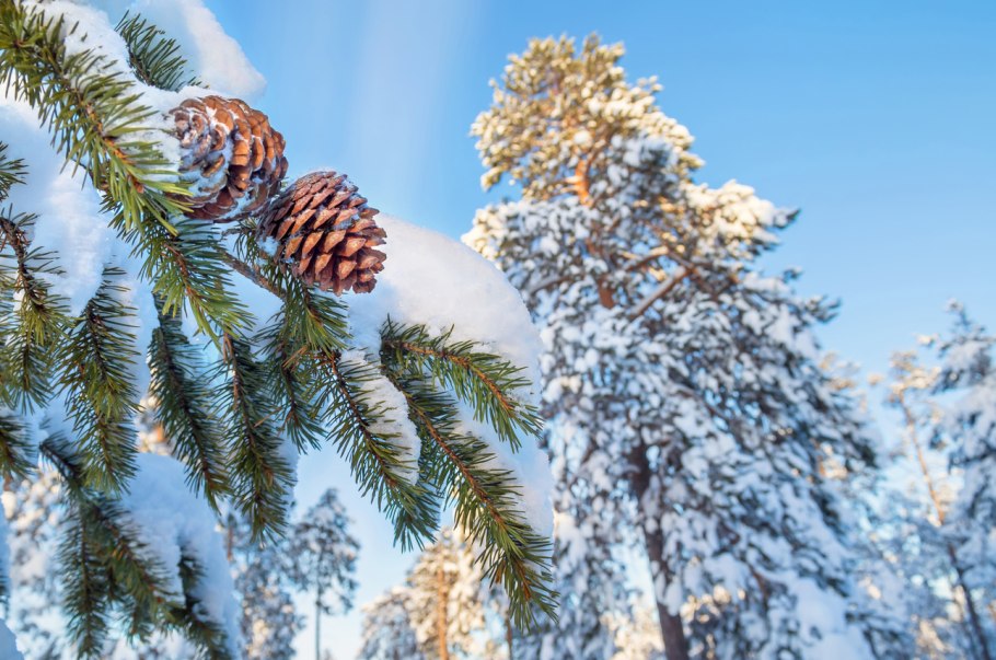 Сибирский Кедровый лес