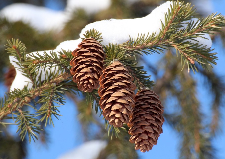 Ветка с шишками