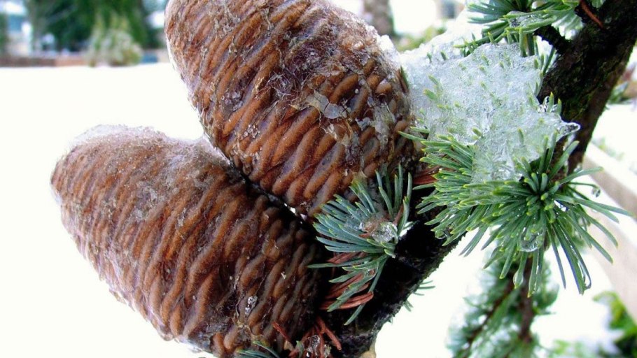 Шишки кедровые в снегу