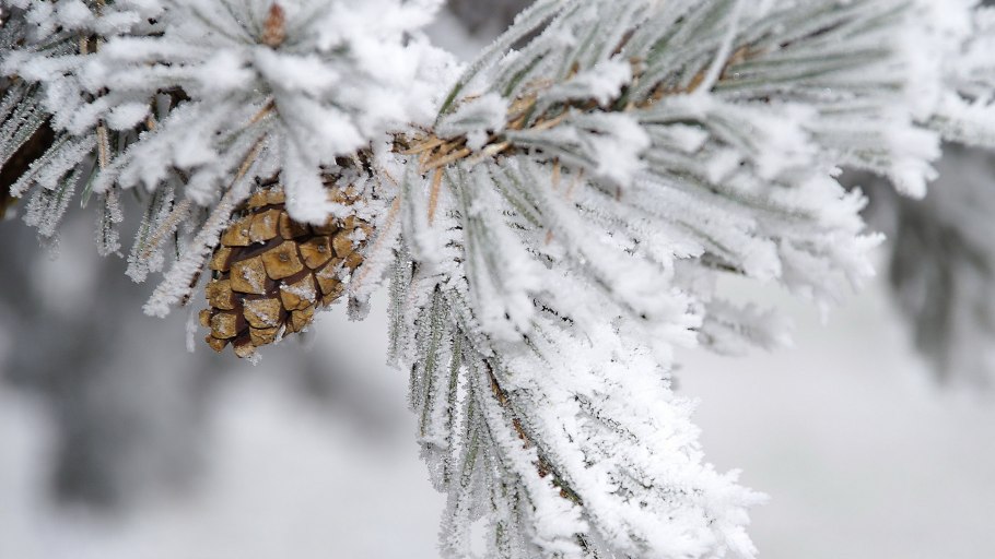 Зимняя ветка