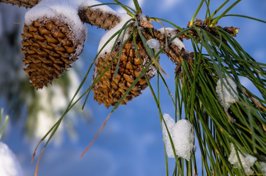 Хвоя в инее