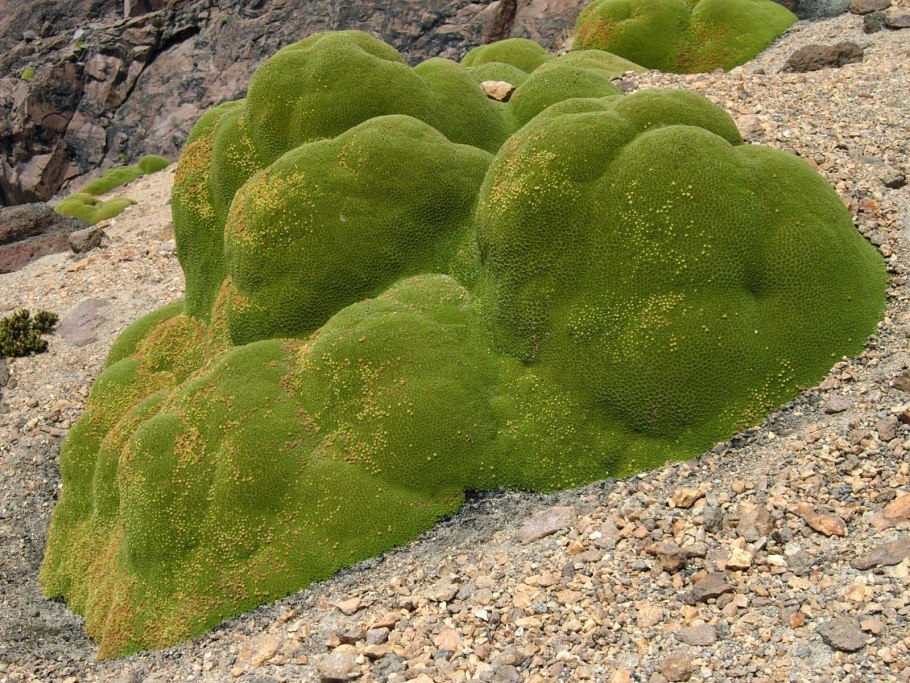 Растения подушки в горах