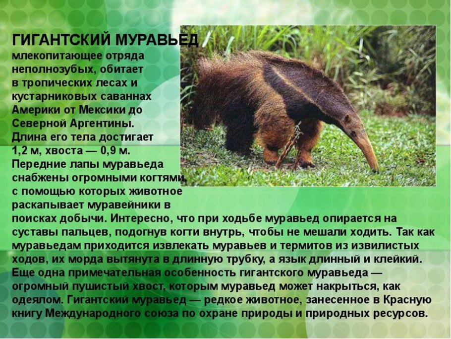 Ярета в Южной Америке