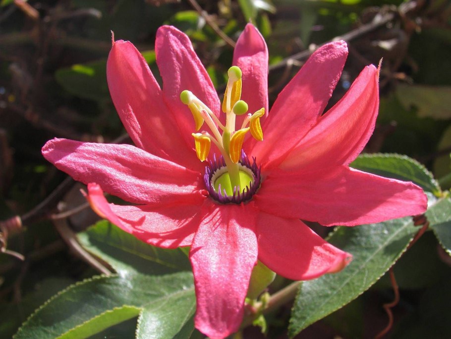 Ярета в Южной Америке