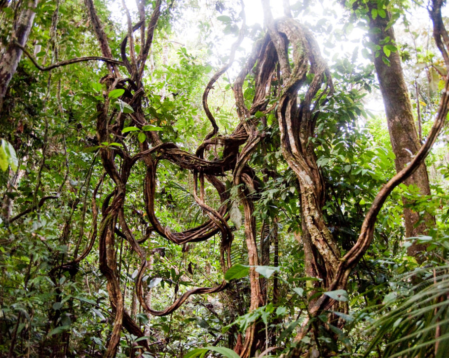 Кактусы эндемики Мексики