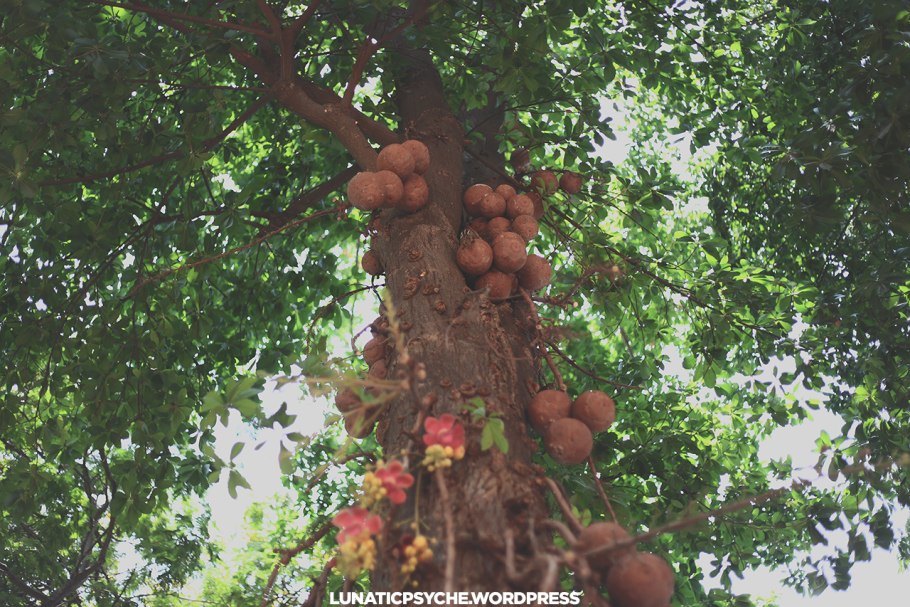 Bertholletia excelsa бразильские орехи