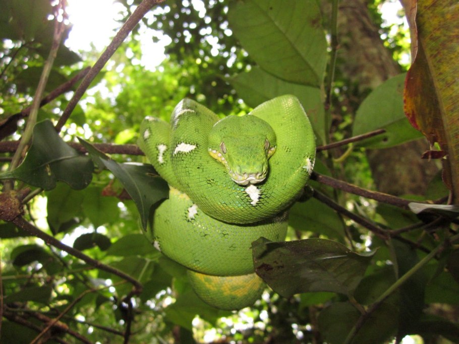 Виктория-Регия в Ботаническом саду
