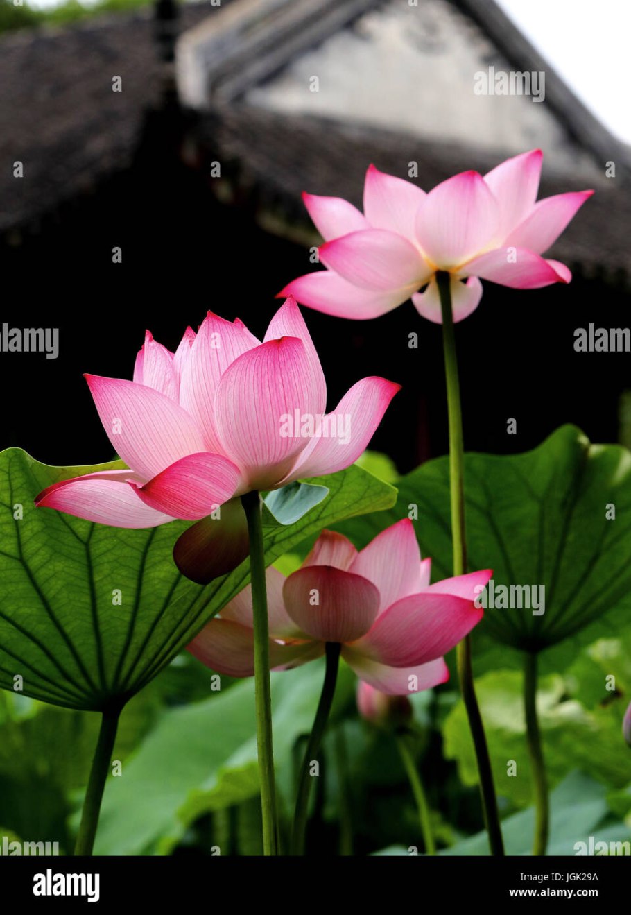 Китайский Лотос цветок