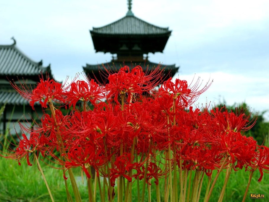 Хиганбана (красная Паучья Лилия)