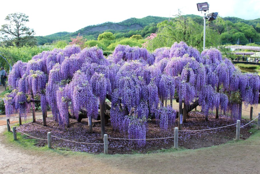 Глициния Wisteria sinensis