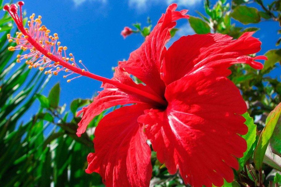 Каркаде (суданская роза)