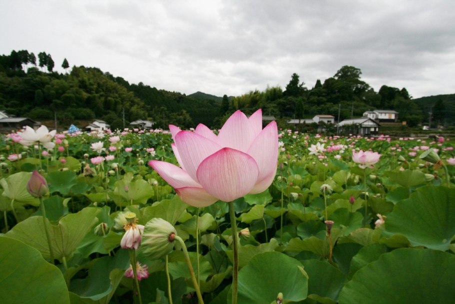 Лотос цветок Япония