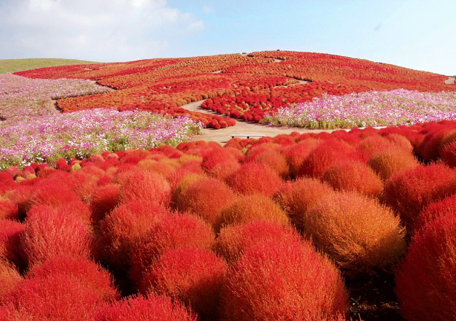 Национальный парк Хитачи-Сисайд в Японии.