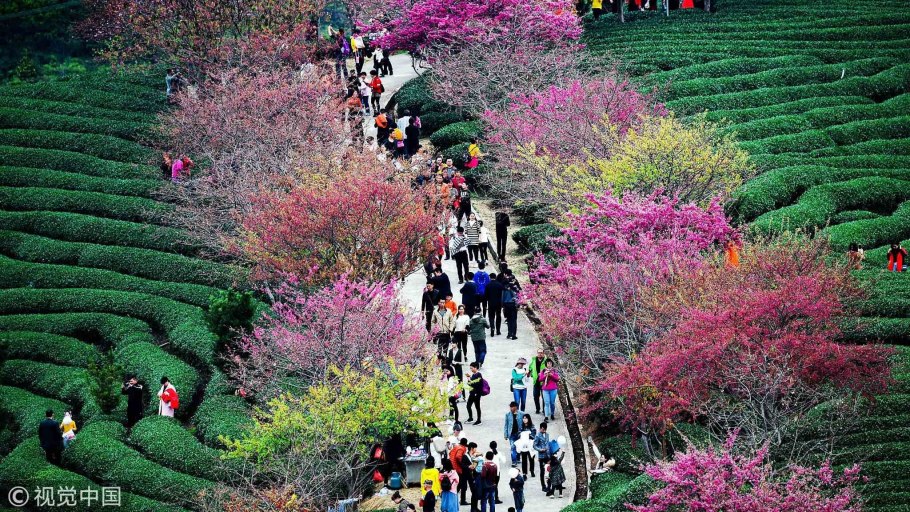 Цветение Сакуры в Японии сады