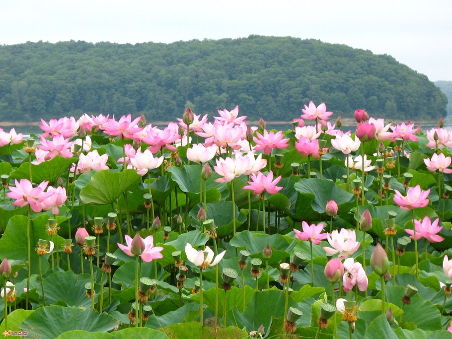 Лотосовые поля Анапа