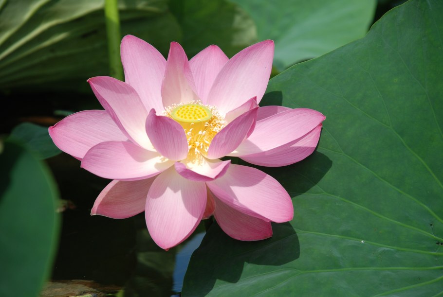 Женьшень настоящий (Panax Ginseng)