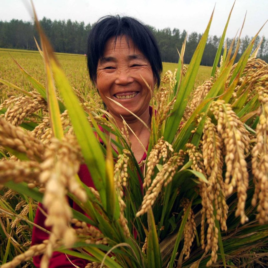 Сельское хозяйство Китая