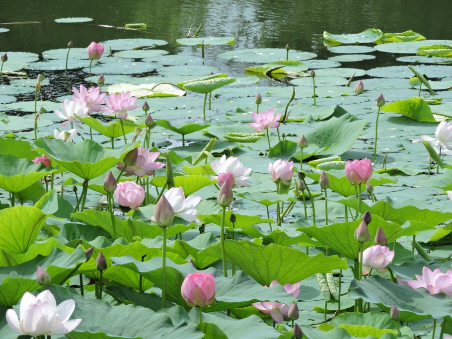 Озеро лотосов в с Ивановка Амурской об