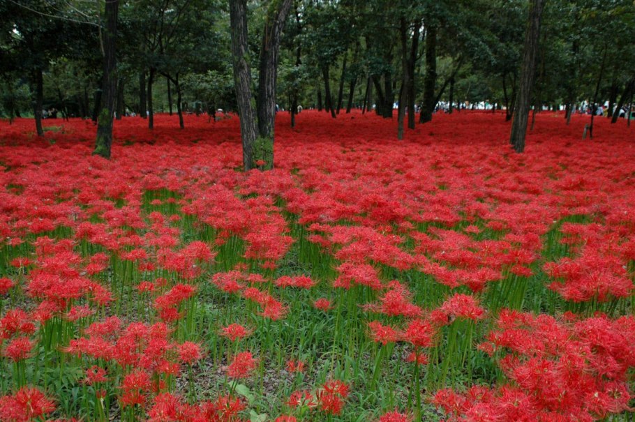 Ликорис цветение