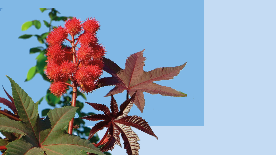 Клещевина Северная Пальма