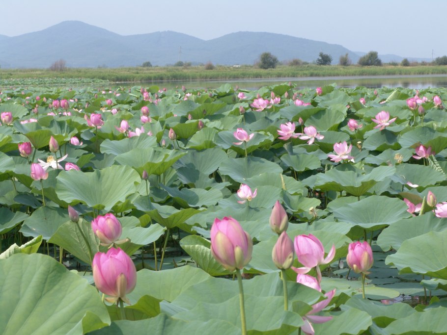 Виноградники Молдовы