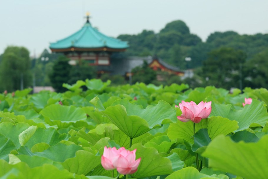 Лотос Япония