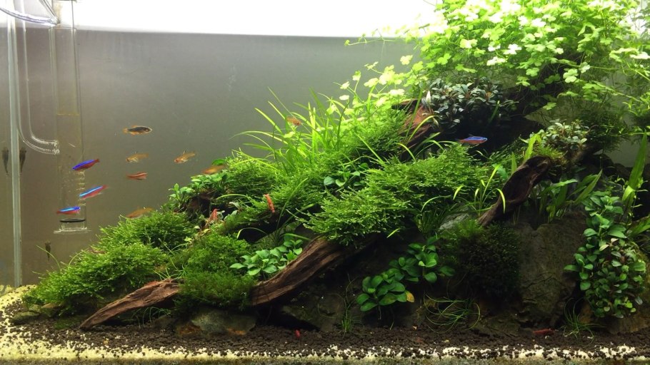 Echinodorus tenellus